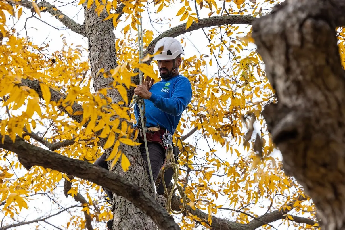 Skilled Tree Pruning crew working in Whitinsville
